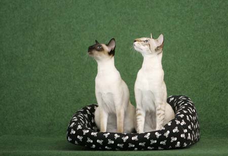 Two cats pose during a two-day international cat exhibition in Prague July 25, 2009.