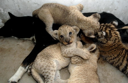 A dog breastfeeds a tiger cub and three lion cubs at a safari park in Hefei, east China's Anhui province, July 26, 2009. The four cubs were born in June but their first-time mothers did not know how to breastfeed them. Staff at the zoo found a dog, which recently gave birth to some puppies, to feed the cubs instead. [Xinhua]