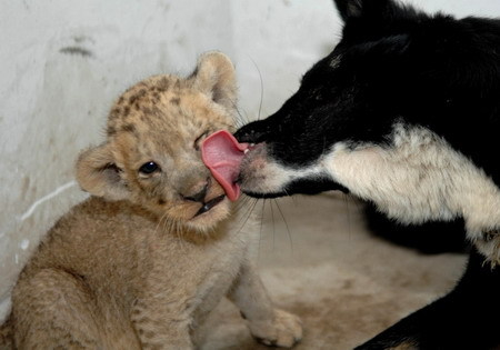 A dog licks a lion cub after she acted as the milk provider for it and three other newborn lion and tiger cubs at a safari park in Hefei, east China's Anhui province, July 26, 2009. Three lion cubs and tiger cub were born in June but their first-time mothers were unable to breastfeed them. Zoo staff instead found a dog, which recently gave birth to some puppies, to feed the cubs. [Xinhua]