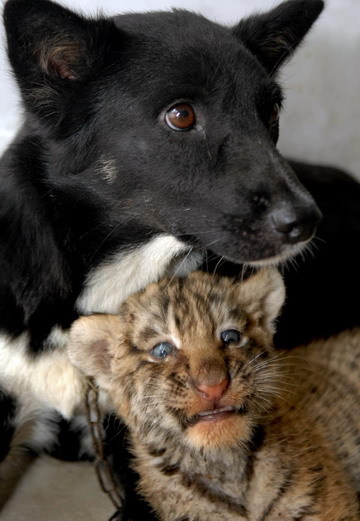 A dog and a tiger cub are shown here at a safari park in Hefei, east China's Anhui province, July 26, 2009. Three lion cubs and a tiger cub were born at the park in June but their first-time mothers did not know how to breastfeed them. Staff at the zoo found a dog, which recently gave birth to some puppies, to feed the cubs instead. [Xinhua]
