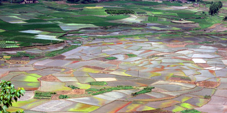 Photo taken on July 27, 2009 shows the beautiful scenery of paddy fields in Shaoping County, southwest China's Guangxi Zhuang Autonomous Region.[Yu Xiangquan/Xinhua] 