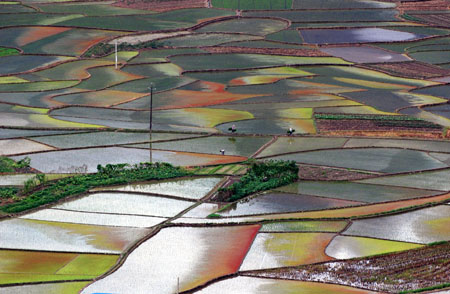 Photo taken on July 27, 2009 shows the beautiful scenery of paddy fields in Shaoping County, southwest China's Guangxi Zhuang Autonomous Region.[Yu Xiangquan/Xinhua]