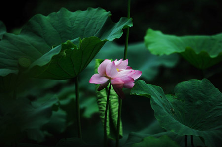 Photo taken on July 28, 2009 shows a lotus in Qianling Park in Guiyang, capital of southwest China's Guizhou Province. (Xinhua/Liu Xu)