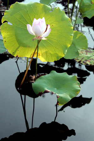 Photo taken on July 28, 2009 shows a lotus at a vivarium in Hefei, capital of east China's Anhui Province.(Xinhua/Gao Wei)