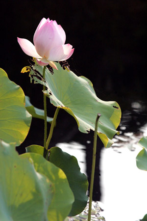 Photo taken on July 28, 2009 shows a lotus at a vivarium in Hefei, capital of east China's Anhui Province.(Xinhua/Gao Wei)