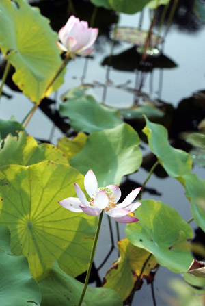Photo taken on July 28, 2009 shows lotuses at a vivarium in Hefei, capital of east China's Anhui Province.(Xinhua/Gao Wei)