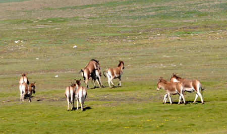 A group of Tibetan kiangs are seen at a plateau grassland in Qumarleb county, west China's Qinghai Province July 27, 2009.