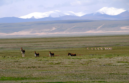  A group of Tibetan kiangs are seen at a plateau grassland in Qumarleb county, west China's Qinghai Province July 27, 2009.