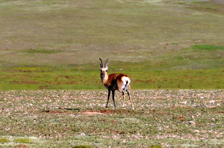 A Tibetan antelope is seen at a plateau grassland in Qumarleb county, west China's Qinghai Province July 27, 2009.