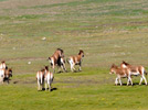 Wildlife at plateau grassland of Qinghai Province