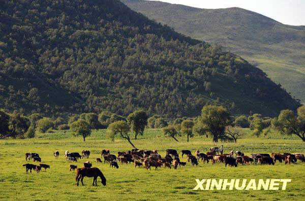 A herdsman watches his cows and sheep on a pasture in early morning on July 26, 2009. [Photo: Xinhuanet]