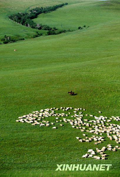 A herdsman watches animals graze on the hillside in a photo taken July 25, 2009. [Photo: Xinhuanet]