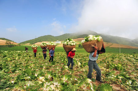 Local Chinese farmers carry their harvest of green vegetables out of the farmland near the Three Gorges Dam in Zigui county of central China's Hubei Province, July 29, 2009. [Xinhua]