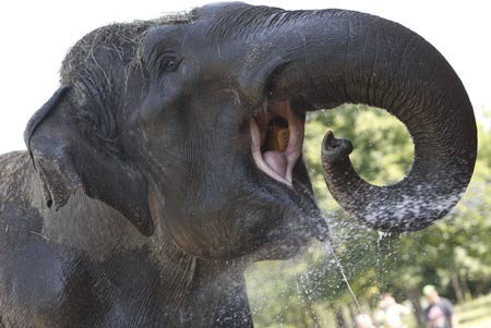 An employee of Sofia's Zoo (not pictured) sprays water on an elephant to cool it off during a heatwave in Sofia, July 29, 2009.[Xinhua/Reuters]