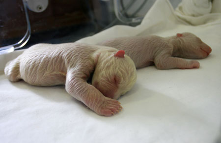 Two polar bear cubs are kept in a nursing box in Laohutan Ocean Park in Dalian of northeast China's Liaoning Province, July 29, 2009. Two polar bear cubs, one female and one male, were born on Wednesday in Laohutan Ocean Park. [Xinhua]