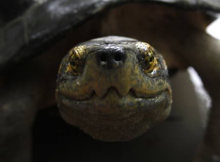 A turtle is pictured at a pond at Wat Posop temple in Bangkok June 29, 2009. The pond at the Buddhist temple houses thousands of turtles which were released by devotees with the belief that setting the animals free is seen as liberation of life and the act increases a person's merit.[Xinhua/Reuters]