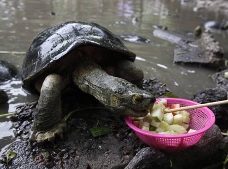 A visitor feeds a piece of cucumber to a turtle at a pond at Wat Posop temple in Bangkok June 29, 2009.[Xinhua/Reuters]