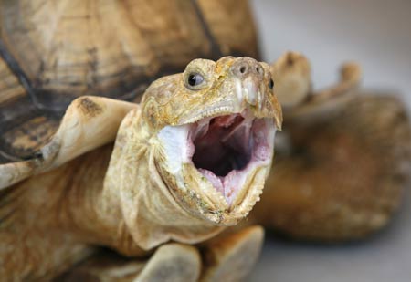 A 28-year-old African Spur Thigh Tortoise, the largest continental land tortoise, yawns at The Live Turtle and Tortoise Museum in Singapore July 29, 2009.[Xinhua/Reuters]