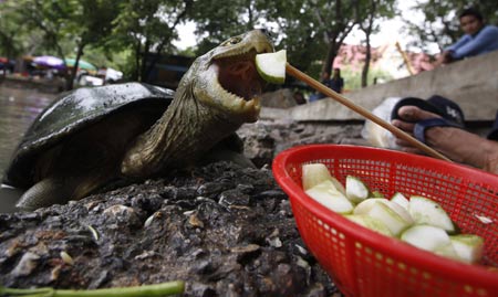 A visitor feeds a piece of cucumber to a turtle at a pond at Wat Posop temple in Bangkok June 29, 2009.[Xinhua/Reuters]