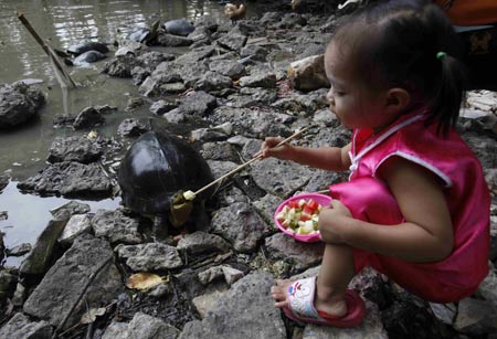 A girl feeds a piece of fruit to a turtle at a pond at Wat Posop temple in Bangkok June 29, 2009.[Xinhua/Reuters]