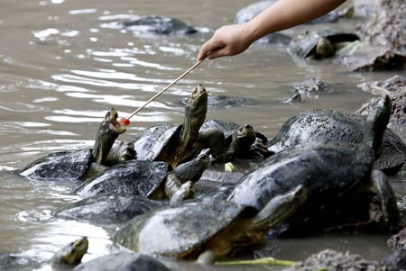 A visitor feeds a piece of watermelon to a turtle at a pond at Wat Posop temple in Bangkok June 29, 2009.[Xinhua/Reuters]