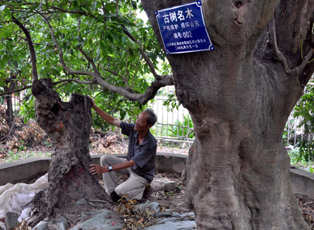 Chen Maoshu, a retired expert of local agricultural institute, diagnoses an ancient litchi with 1,200 years' history in Putian City of southeast China's Fujian Province, July 30, 2009. A big number of ancient trees including camphor trees, litchis, yew trees, etc. in Putian have been facing deadly disease and insect damages in recent years. Some retired agricultural and forest experts volunteered to find solutions to give renewed vitality to the ancient trees. [Xinhua]