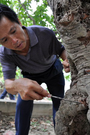 Yan Xianru, an expert of termite prevention and control, wipes out termites for an ancient litchi with 1,200 years' history in Putian City of southeast China's Fujian Province, July 30, 2009.
