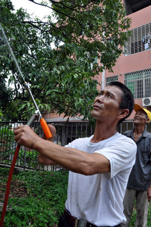 Chen Maoshu, a retired expert of local agricultural institute, sprays pesticide to an ancient litchi with 1,200 years' history in Putian City of southeast China's Fujian Province, July 30, 2009.