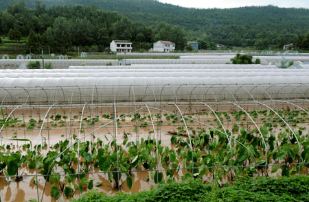 Greenhouses for vegetables were in flood in Changlin township of Xichong county, southwest China's Sichuan Province, Aug. 1, 2009. Xichong county had been suffering from rainstorm since Friday, which had damaged crops and vegetables badly. [Cheng Chaosheng/Xinhua]