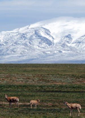 Tibetan antelopes are seen at the foot of the snow-capped Kunlun Mountain in the hinterland of Qinghai-Tibet Plateau, west China, July 30, 2009. (Xinhua/Hou Deqiang) 
