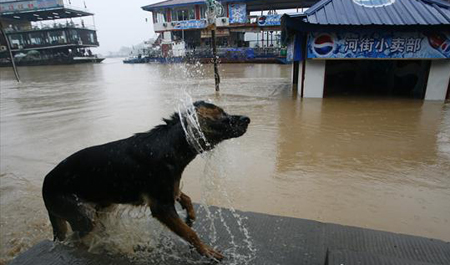 A dog plays on a flooded street after a rainstorm in Ciqikou town of Chongqing in southwest China, August 3, 2009. In the next 10 days, the heat weave will continue in most parts of south China while rainstorms will hit the northeast, said Chen Zhenlin, a spokesman for the China Meteorological Administration (CMA). [China Daily]