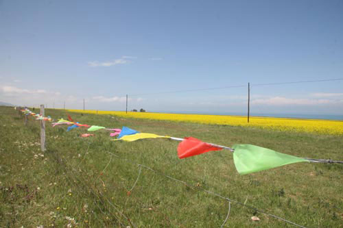Patches of blooming cole plants are seen on both sides of the highway leading to Qinghai Lake on August 1, 2009. [Photo: CRIENGLISH.com/Hu Weiwei] 