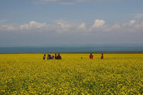 Visitors take pictures in a field of cole plants beside Qinghai Lake on August 1, 2009. [Photo: CRIENGLISH.com/Hu Weiwei] 