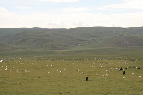 This photo taken on August 1, 2009, shows a field full of birds and cattle feeding on the grass of the Qinghai-Tibet Plateau. [Photo: CRIENGLISH.com/Hu Weiwei] 