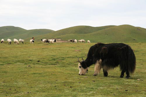 This photo taken on August 1, 2009, shows a yak eating grass on the grasslands of the Qinghai-Tibet Plateau on August 1, 2009. [Photo: CRIENGLISH.com/Hu Weiwei] 
