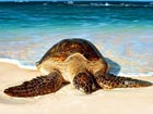 New approach to save sea turtle