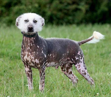 Pet dog 'ET' deserved to be called the ugliest dog in Britain because it has head like a dwarf mongoose and a spot filled body like a spotted pig. [CRI]