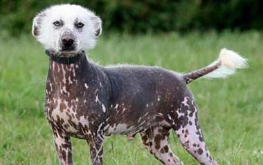 Pet dog 'ET' deserved to be called the ugliest dog in Britain because it has head like a dwarf mongoose and a spot filled body like a spotted pig. [CRI]