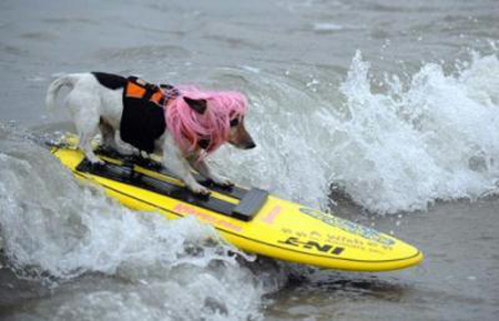 These are not your usual four legged friends, these are surf dogs. [CCTV]