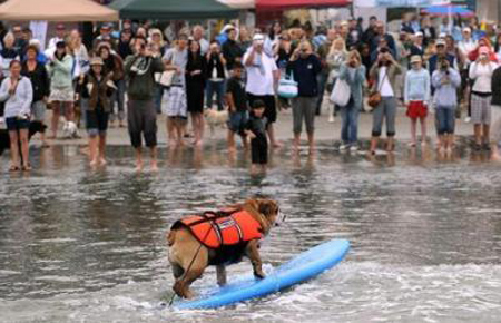 These are not your usual four legged friends, these are surf dogs. [CCTV]