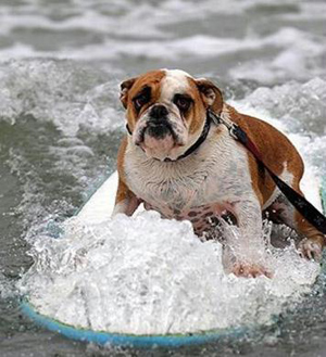 These are not your usual four legged friends, these are surf dogs. [CCTV]