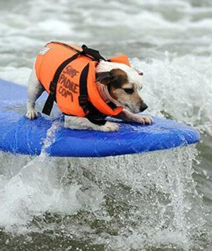 These are not your usual four legged friends, these are surf dogs. [CCTV]