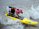 Brave surf dogs hit waves in California