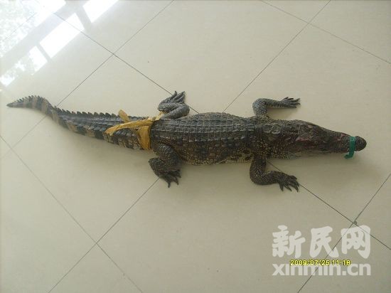 An estuarine crocodile found on the A30 highway, July 25, 2009.