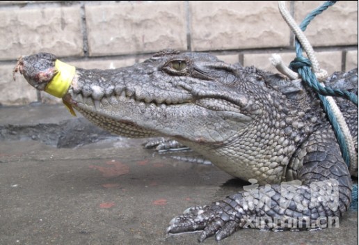 An estuarine crocodile found on July 28, 2009.