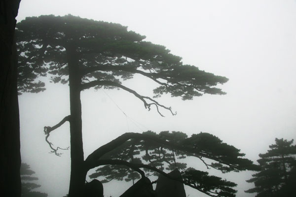 This photo taken on Wednesday, August 5, 2009 shows renowned guest-welcoming Pine on Huangshan Mountain of east China's Anhui province. 