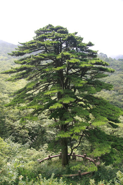 This photo taken on Wednesday, August 5, 2009 shows the Tuanjie Pine, or Union Pine, on Huangshan Mountain of east China's Anhui province.