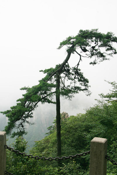 The Xianhe Pine, or Crane Pine, on Huangshan Mountain of east China's Anhui province. [Photo: CRIENGLISH.com]