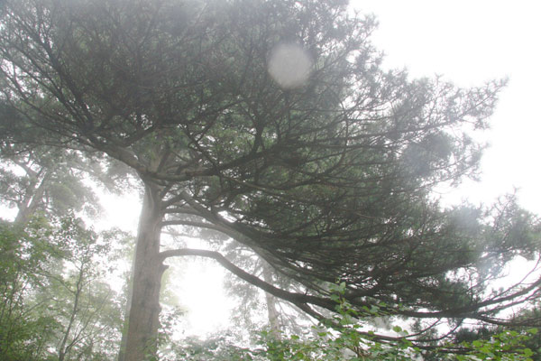 The beautiful scenery of Huangshan Mountain, in east China's Anhui province. [Photo: CRIENGLISH.com]