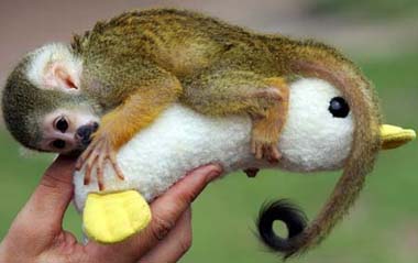 Baby Squirrel Monkey Loki clings to his stuffed duck after feeding time at Taronga Zoo in Sydney January 19, 2006. Named Loki after the Norse God of Mischief, the infant primate has been raised by hand after his mother died soon after birth. Loki, native to South America, is part of the Zoo's breeding programme.[Xinhua/Reuters]